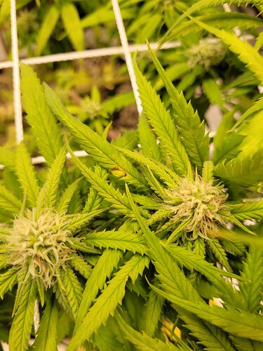 Growreport Bild 1