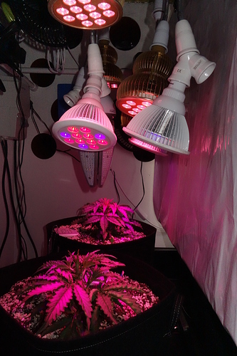 Growreport Bild 10