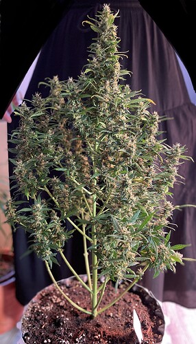 Growreport Bild 1