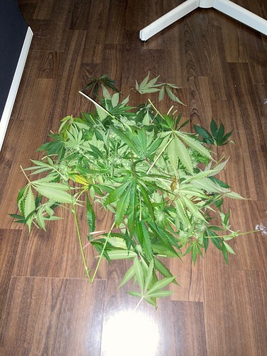 Growreport Bild 11
