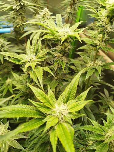 Growreport Bild 7