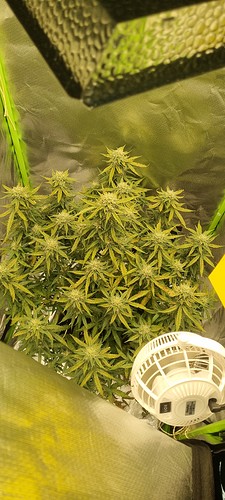 Growreport Bild 1