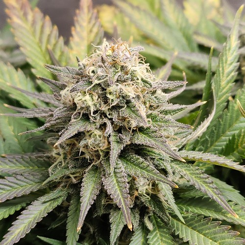 Growreport Bild 6