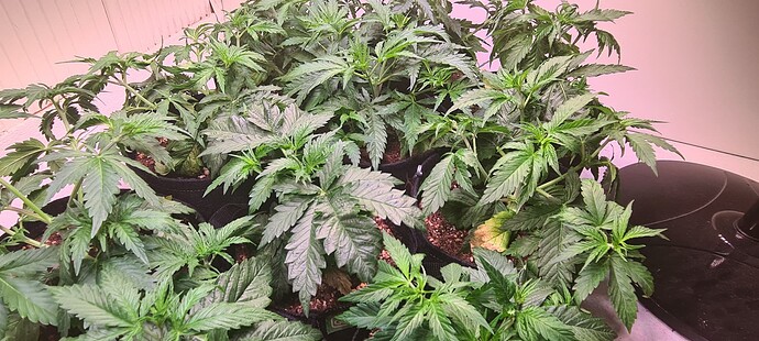 Growreport Bild 5