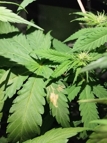 Growreport Bild 3
