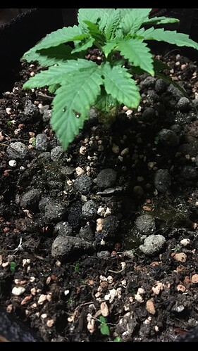 Growreport Bild 18