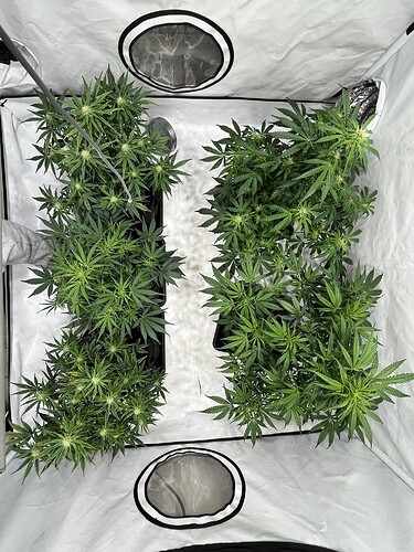 Growreport Bild 29