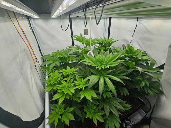 Growreport Bild 1