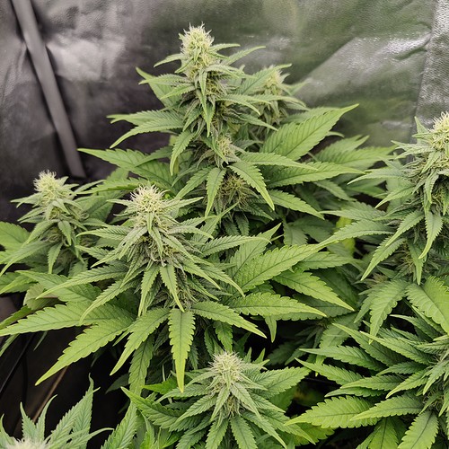 Growreport Bild 6