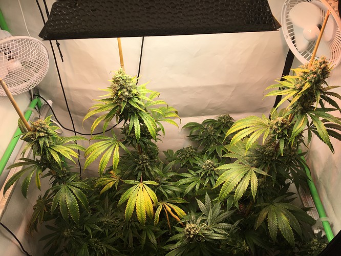Growreport Bild 1