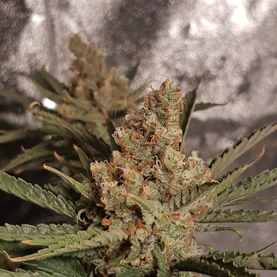 Growreport Bild 16