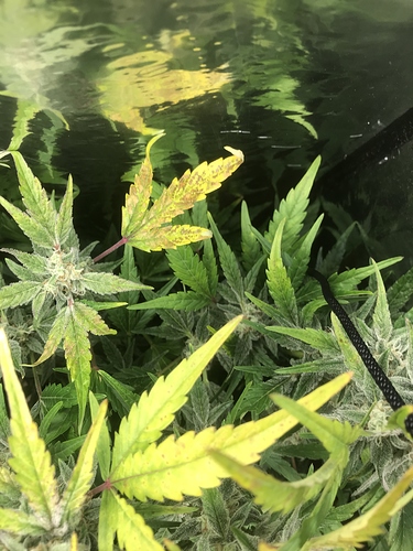 Growreport Bild 2