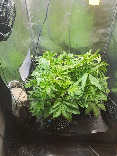 Growreport Bild 4