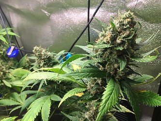 Growreport Bild 3