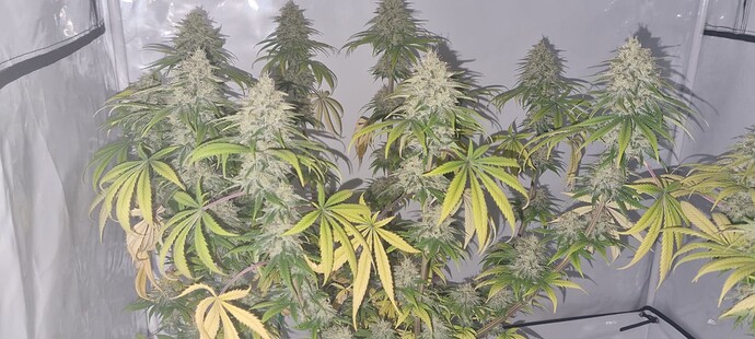 Growreport Bild 11