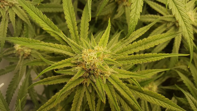 Growreport Bild 4
