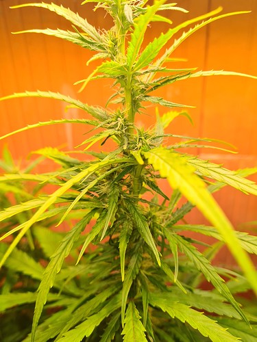 Growreport Bild 4