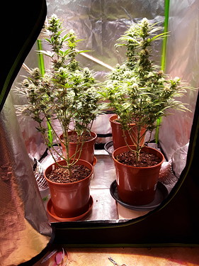 Growreport Bild 14