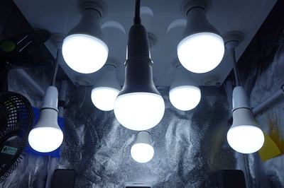 Mehrere LED-Lampen hängen von der Decke einer Growbox.