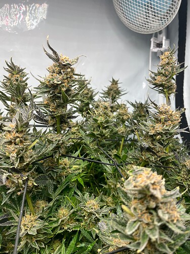Growreport Bild 1