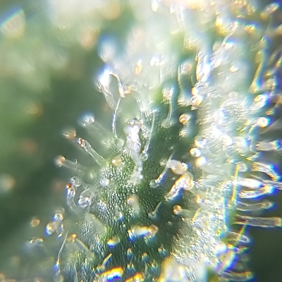 Growreport Bild 4