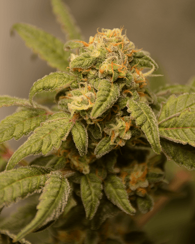 Growreport Bild 2