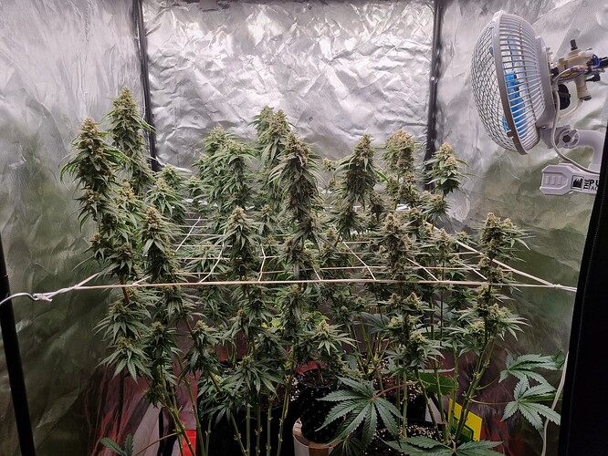 Growreport Bild 10