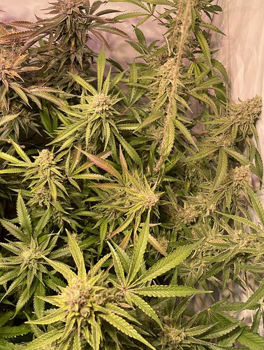 Growreport Bild 3