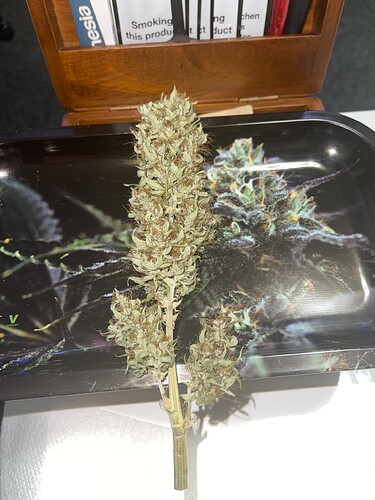 Growreport Bild 2