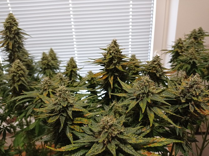 Growreport Bild 3