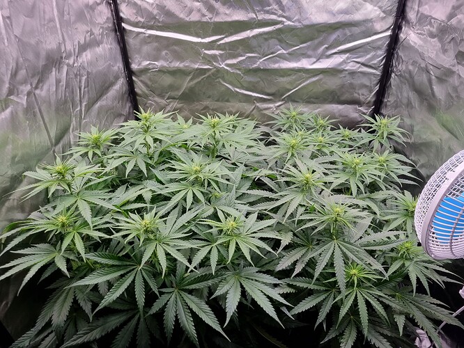 Growreport Bild 45