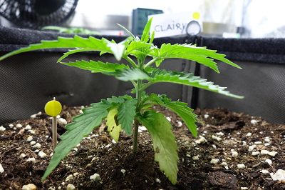Ein junger Cannabissämling mit mehreren Blättern und einem kleinen gelben Markierungsstab im Boden. Im Hintergrund ist ein Schild mit der Aufschrift "CLAIRY" zu sehen.