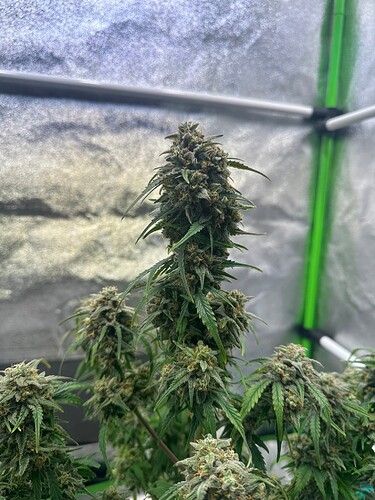 Growreport Bild 17