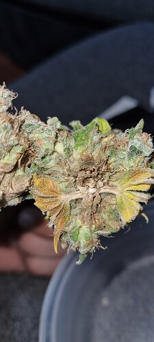 Growreport Bild 15