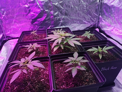 Growreport Bild 4