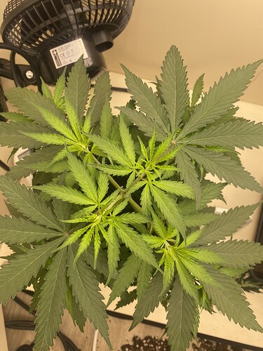 Growreport Bild 1