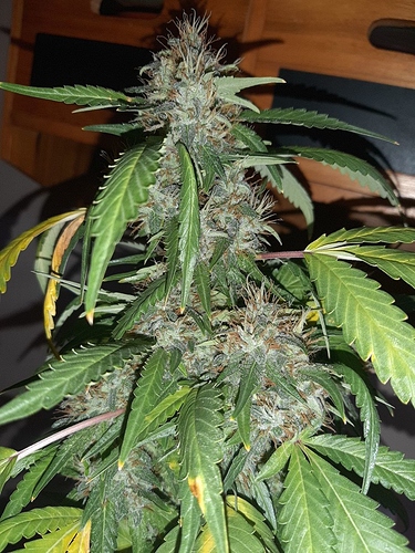 Growreport Bild 6