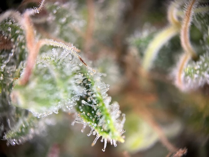 Growreport Bild 54