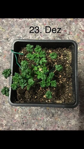 Growreport Bild 10