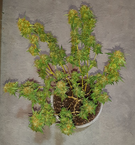 Growreport Bild 2