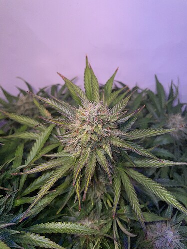 Growreport Bild 4