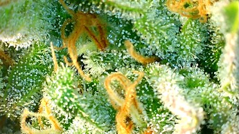 Growreport Bild 12