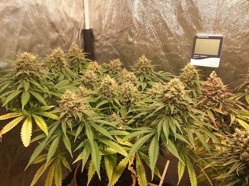 Growreport Bild 8