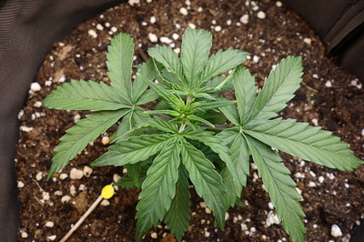Eine junge Cannabispflanze in einem Stofftopf, die sich in der Sämlingsphase befindet. Die Pflanze hat mehrere Blattpaare und zeigt ein gesundes grünes Aussehen.
