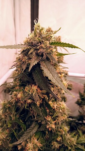 Growreport Bild 56