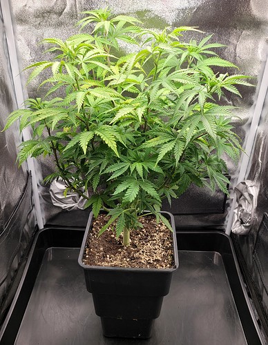 Growreport Bild 4
