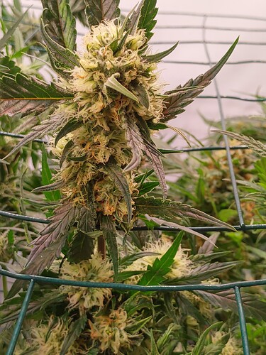 Growreport Bild 10