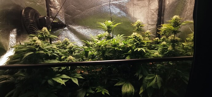 Growreport Bild 36