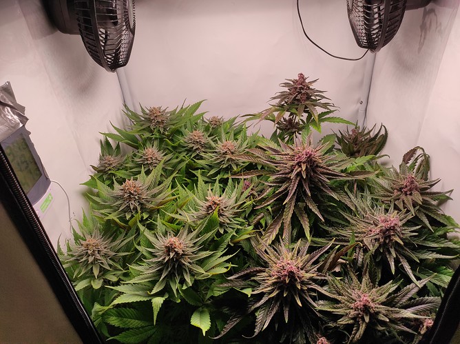 Growreport Bild 1