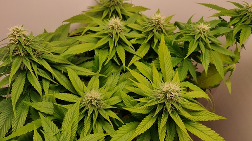 Growreport Bild 9